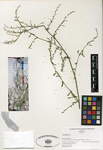 Herbarium Sheet of 